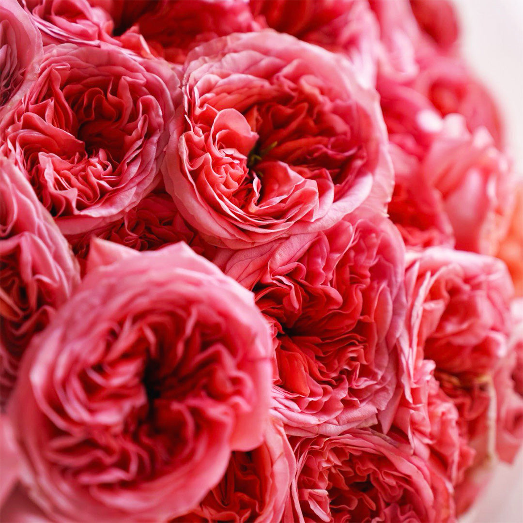 Soft Bloom – 100 Garden Roses