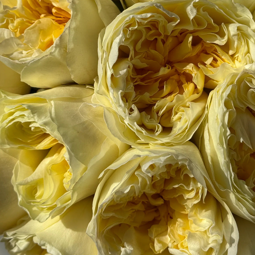 Golden Garden – Yellow Garden Roses