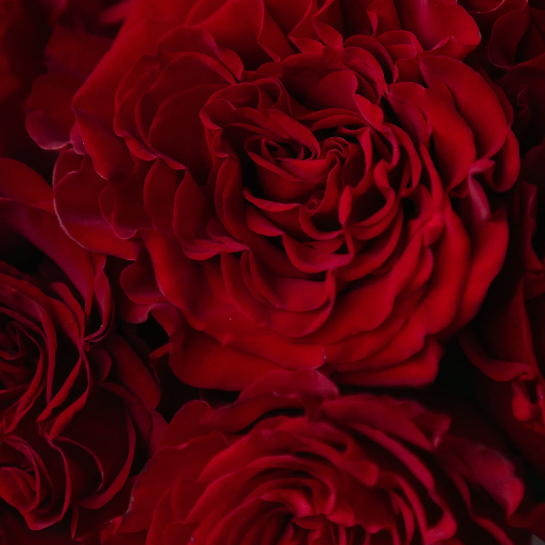 Heartfelt Bloom – Garden Roses