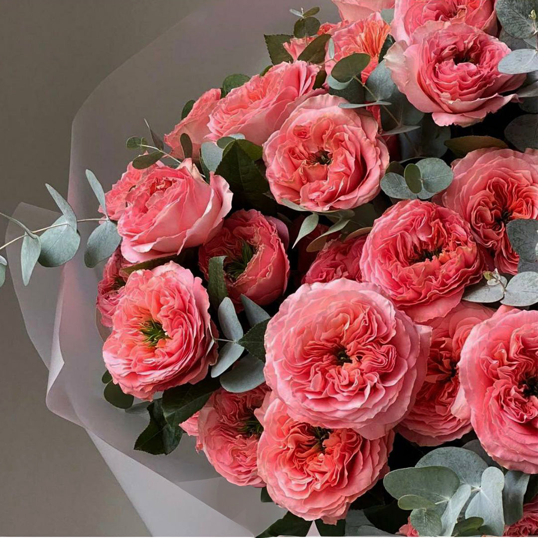Blush Majesty – 50 Premium Garden Roses