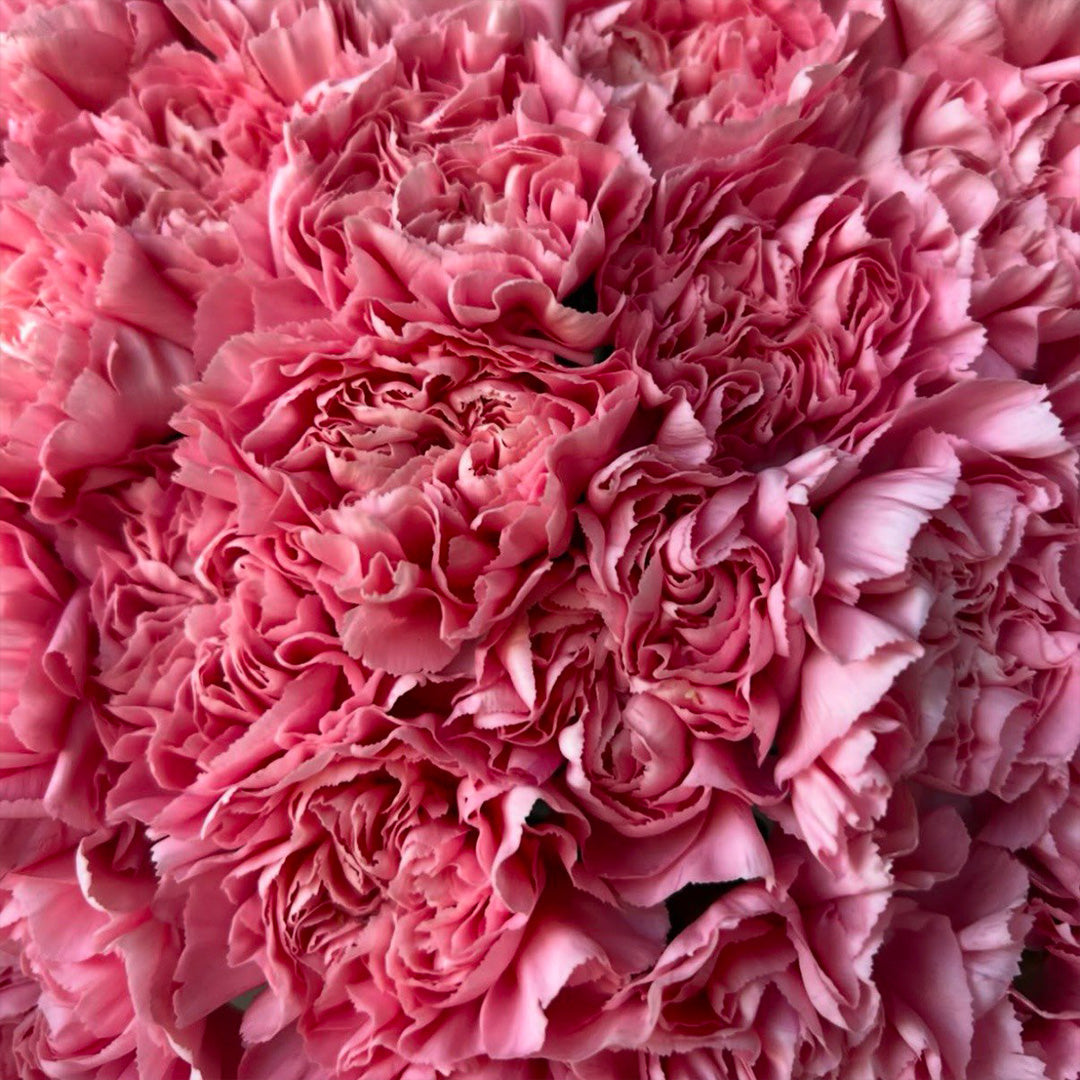 Close-up of lush pink carnations with ruffled petals – bold floral arrangement perfect for celebrations or delivery in Arcadia, Highland Park, North Hollywood, and Burbank by Flowers Lounge by Iness