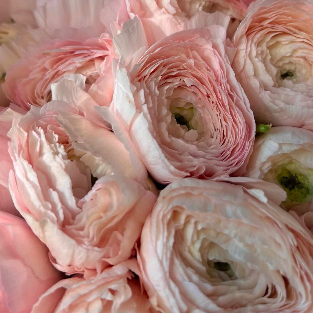 Blush pink ranunculus flowers in a romantic bouquet – elegant floral arrangement for delivery in West Hollywood, La Canada Flintridge, San Gabriel, and Burbank by Flowers Lounge by Iness