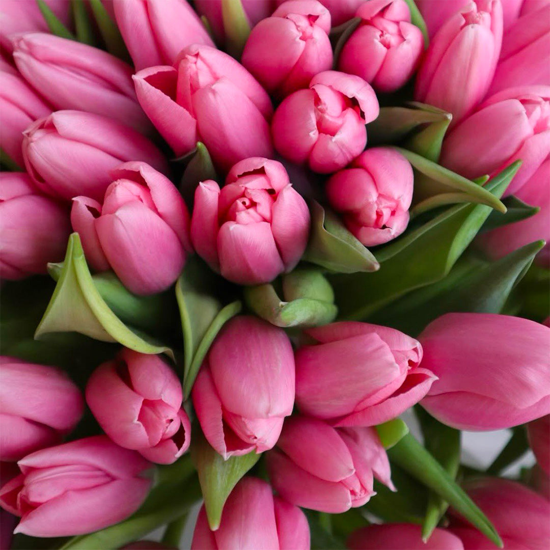 Blush Pink -Tulip Bouquet