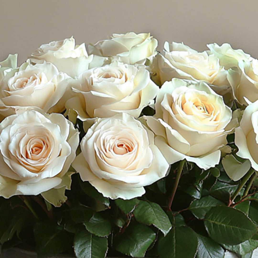 Close-up of a soft white rose bouquet showcasing elegant blooms and lush green leaves.