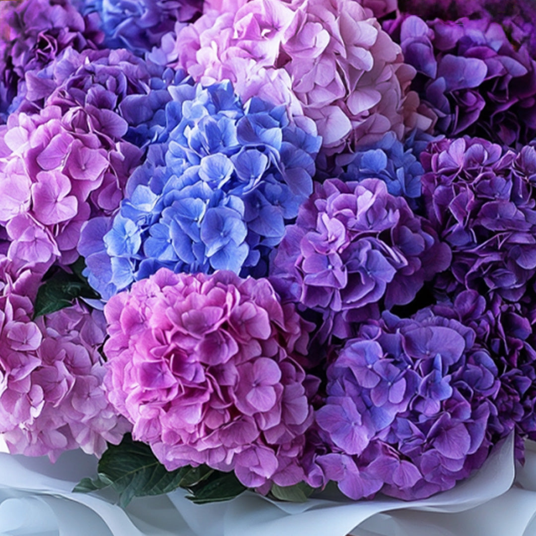 Close-up of pastel hydrangeas in purple, pink, and blue tones, wrapped in white paper — vibrant floral bouquet by Flowers Lounge by Iness