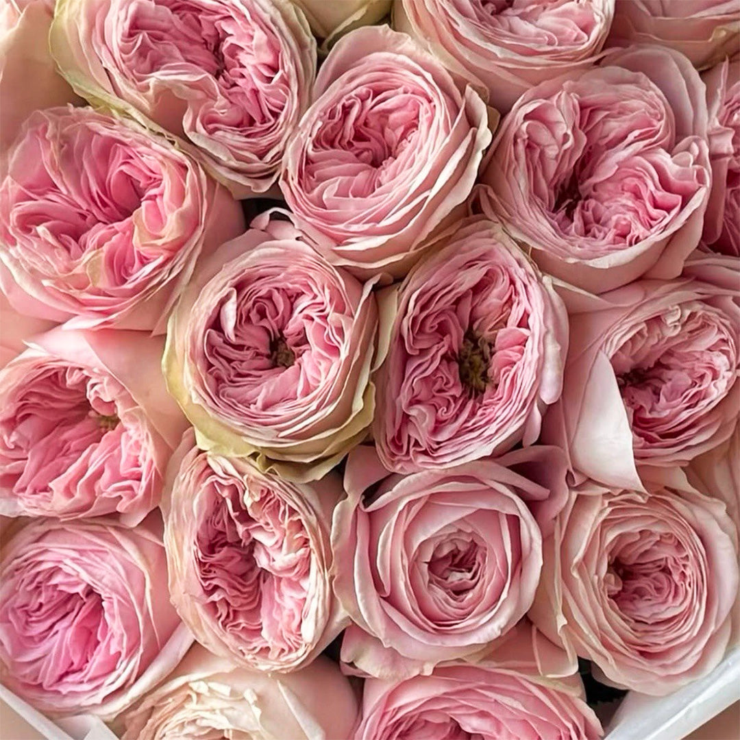 Close-up of pink garden roses with layered petals – romantic floral arrangement for weddings, anniversaries, or delivery in Sherman Oaks, Atwater Village, Eagle Rock, and Burbank by Flowers Lounge by Iness