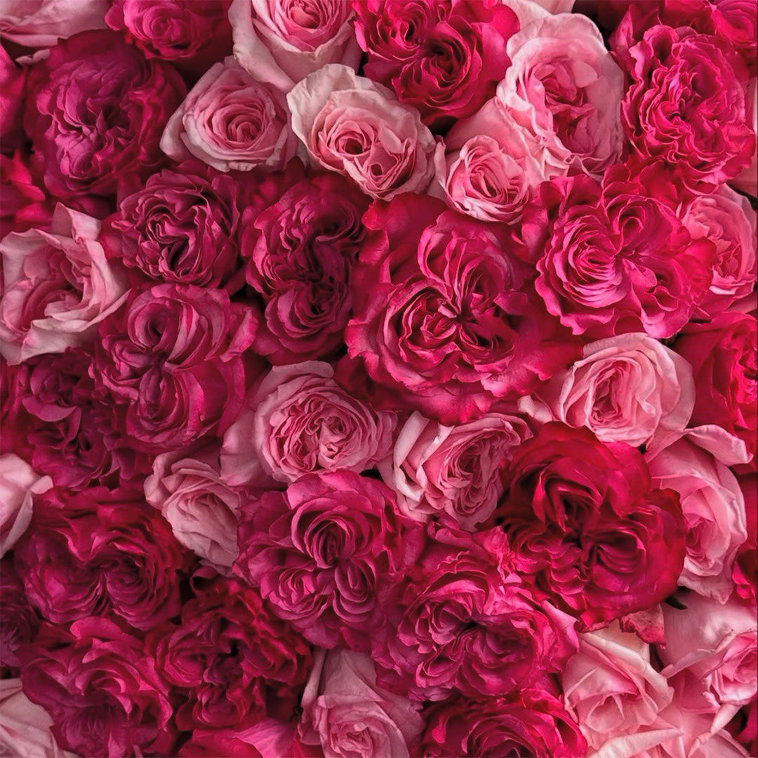 A close-up view of a vibrant mix of pink and red roses, intricately arranged together to create a beautiful floral pattern. The roses vary in shades, from light pink to deep red, making this a perfect selection for romantic and festive occasions.
