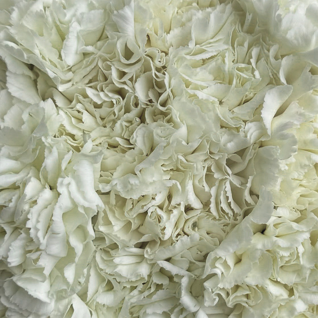Close-up view of a dense, lush arrangement of white carnations, showcasing their soft, frilled petals and intricate texture. The flowers are tightly packed, creating a full, plush look.
