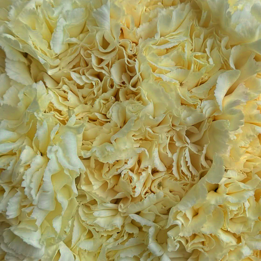 Golden Charm – Yellow Carnation Bouquet