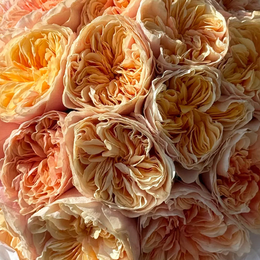 Blush Sunset – 25 Peach Garden Roses