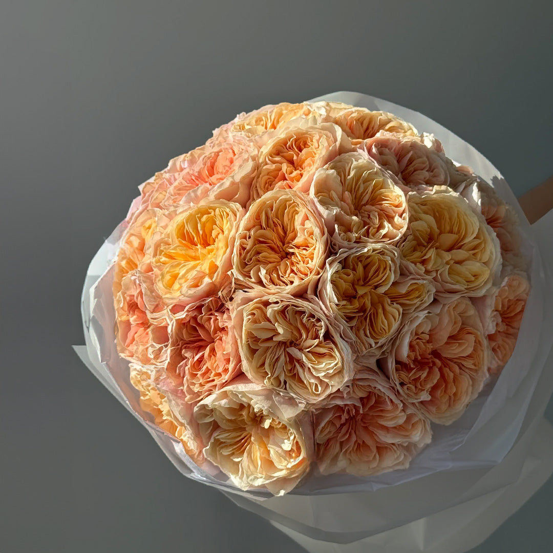 Blush Sunset – 25 Peach Garden Roses