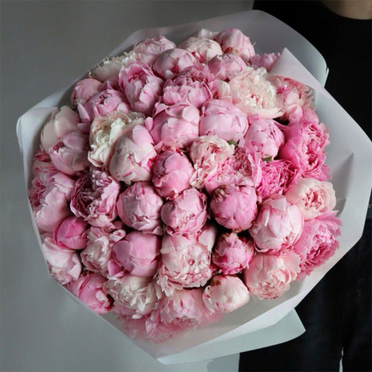 A luxurious bouquet of pink and white peonies arranged in a tight, rounded shape. The peonies are soft, with a delicate blend of light pink and creamy white hues, wrapped in simple white paper for an elegant presentation.