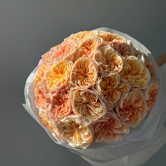 Blush Sunset – 25 Peach Garden Roses